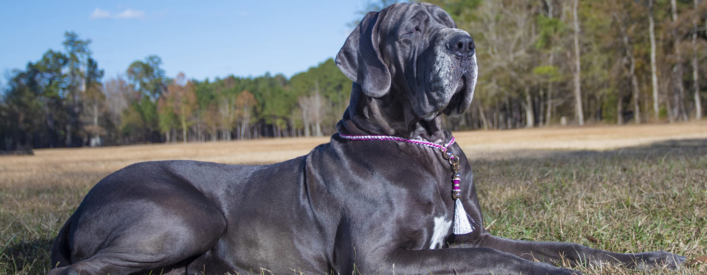 Blue store coat dog